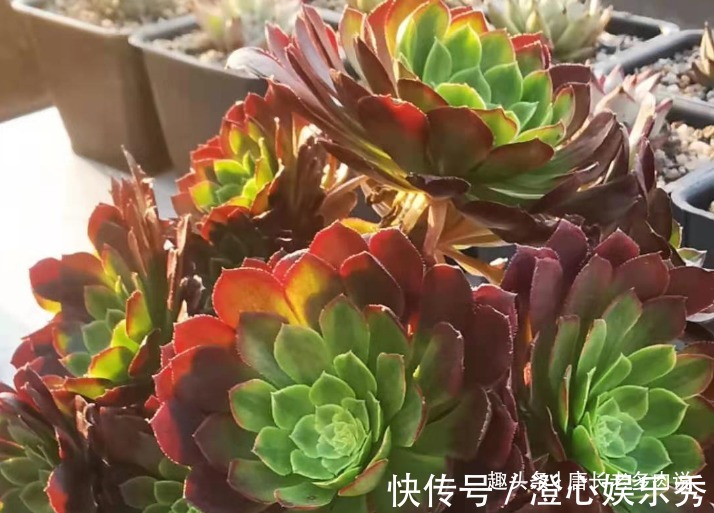 法师|多肉嘉年华法师平常十分低调,但养出状态后它的颜值不输任何多肉