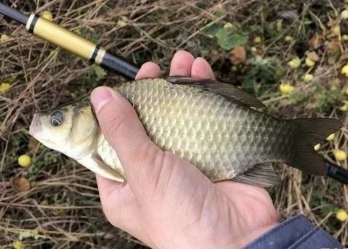 冬钓又一重大突破,我只用了3个简短招式,无需担心板鲫不上钩