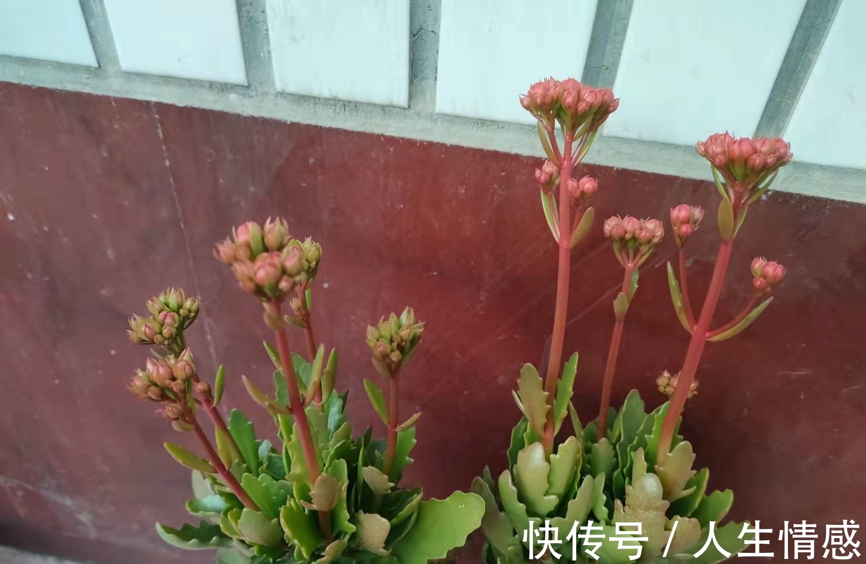 施肥|为什么你的长寿花养不活?看我是如何将长寿花养的粗又壮的!