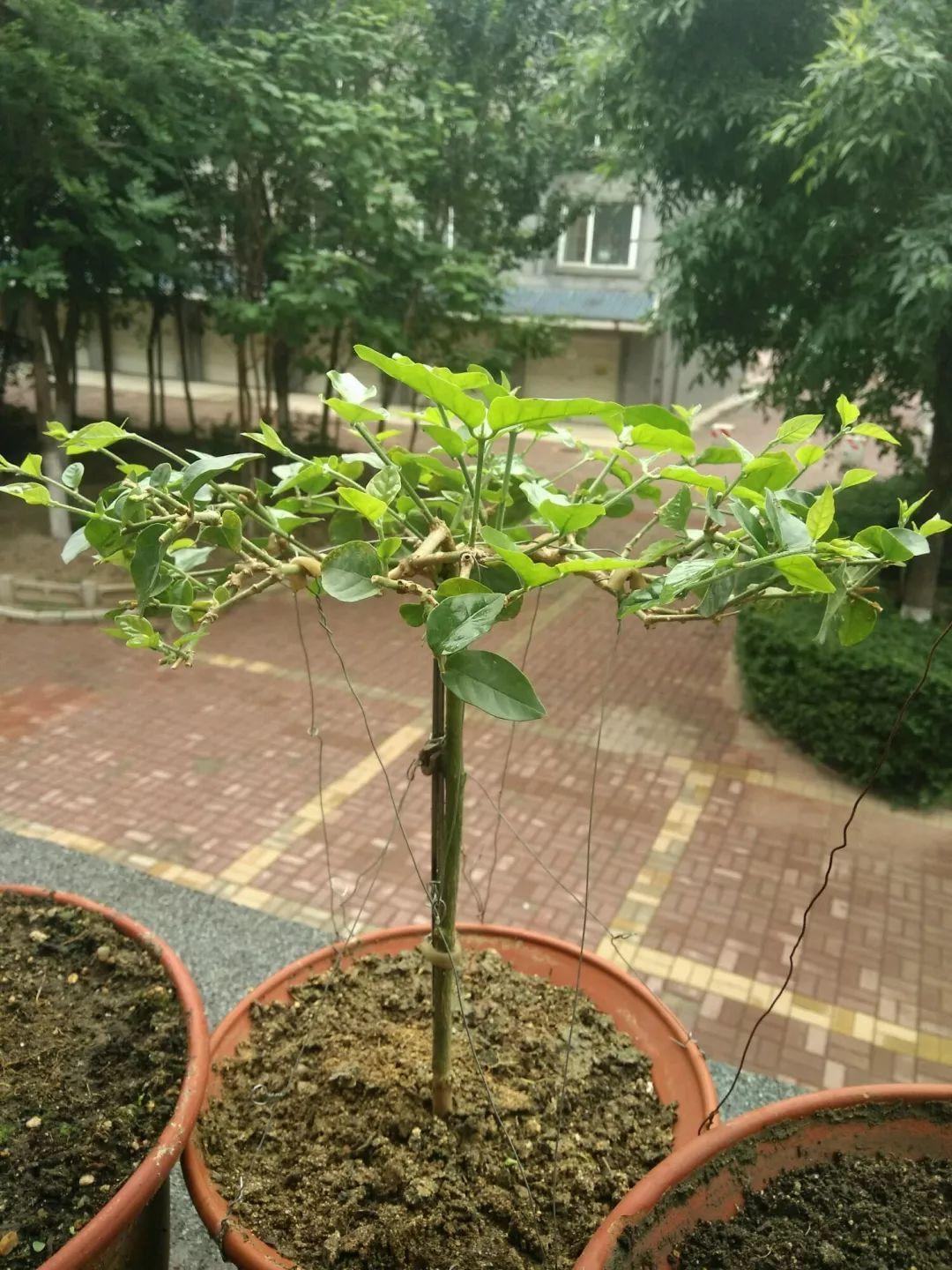 茉莉狠心剪几刀,呼呼窜成3层塔,开花满树香味足