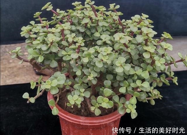 养分|金枝玉叶养成盆景,不只是简单的浇水,还应做好这几件事!