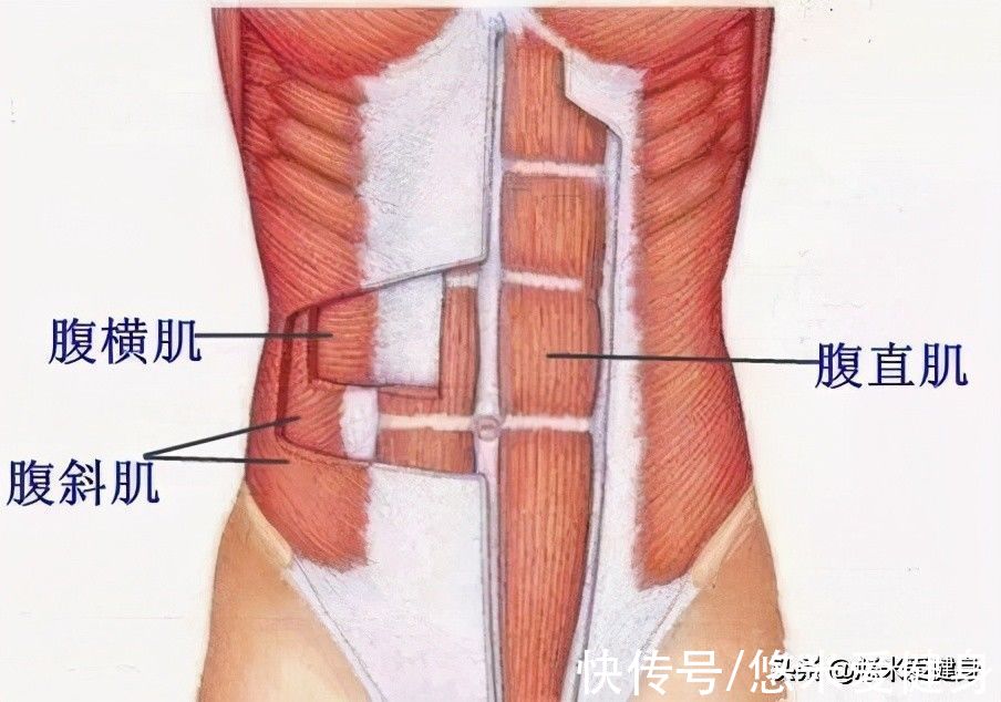 腹直肌|腹肌是瘦出来的，还是练出来的？