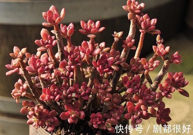 红稚莲|入手时很喜欢，越养越嫌弃的3种多肉，建议阳台党放弃