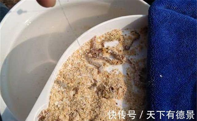 同样是蚯蚓做饵料，为何收获的差异巨大？其实你真的不会用蚯蚓
