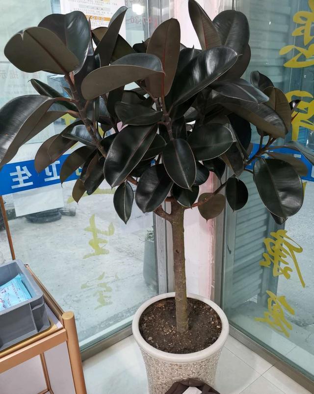 家里养这4种花,就要“虐一虐”,粗管粗放,越长越旺!