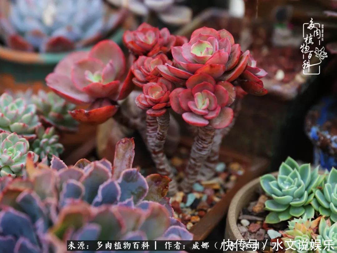 日子|笼子里露养的多肉,越养越美!有多肉的日子伴着小确幸!