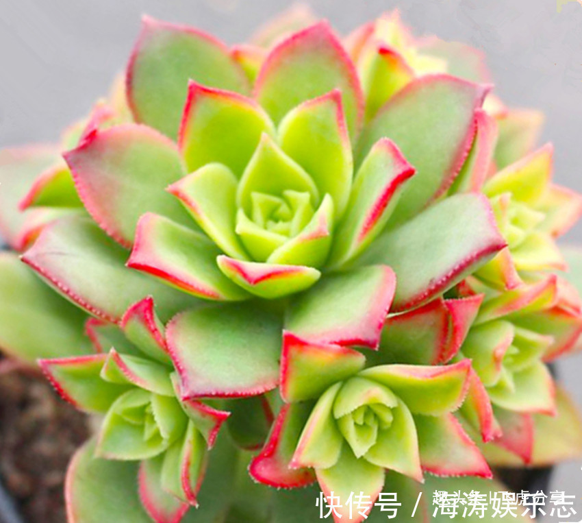 发财树|八种花养护不能太勤快，越勤快越养不好，懒一点就越长越旺