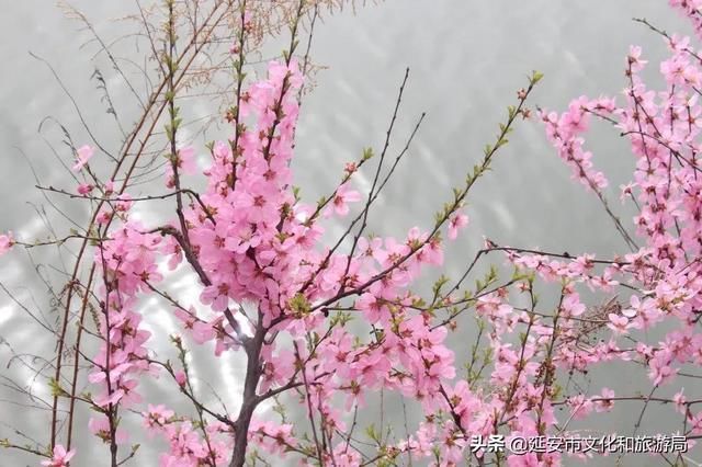 春有约，花不误，年年岁岁不相负--芳菲四月，黄陵花开，等你相遇~