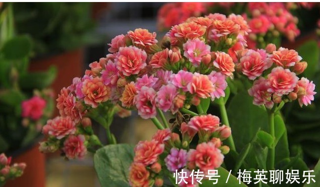 花球|养护长寿花，你得知道以下几个小技巧，开成花球，其实很容易