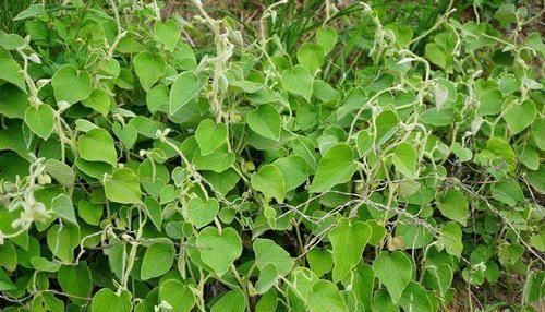 漫山遍野|漫山遍野的寻骨风,开的花像“小鸭子”,却是好用的“止痛灵”