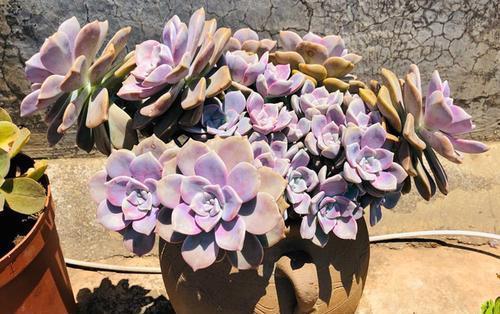 容易养成悬崖桩的3种多肉,好养护叶色靓,大气高贵有档次!