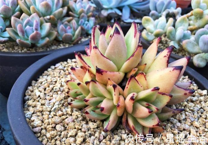叶子|多肉植物为什么会变色？科学家的养肉秘籍，4招教你给多肉上色