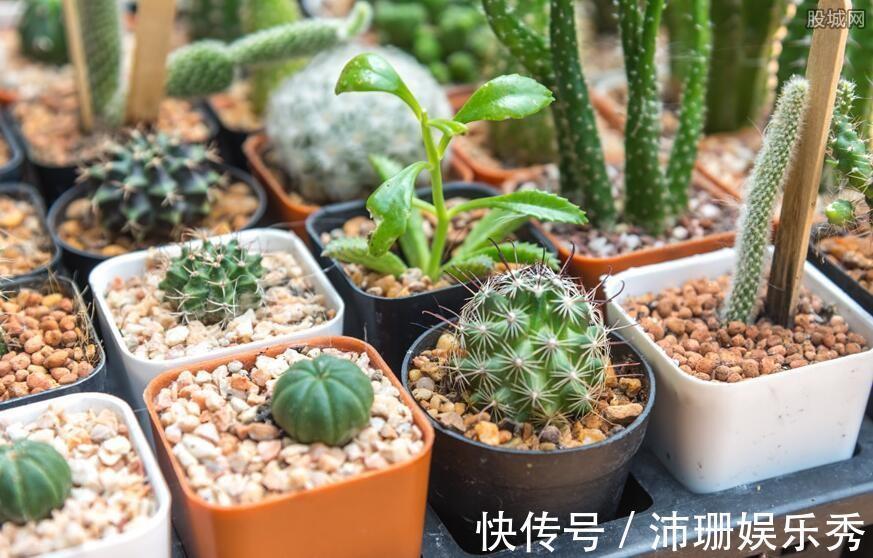 花友|多肉长时间不服盆怎么办?注意几个上盆大坑,多肉长势好色泽光亮