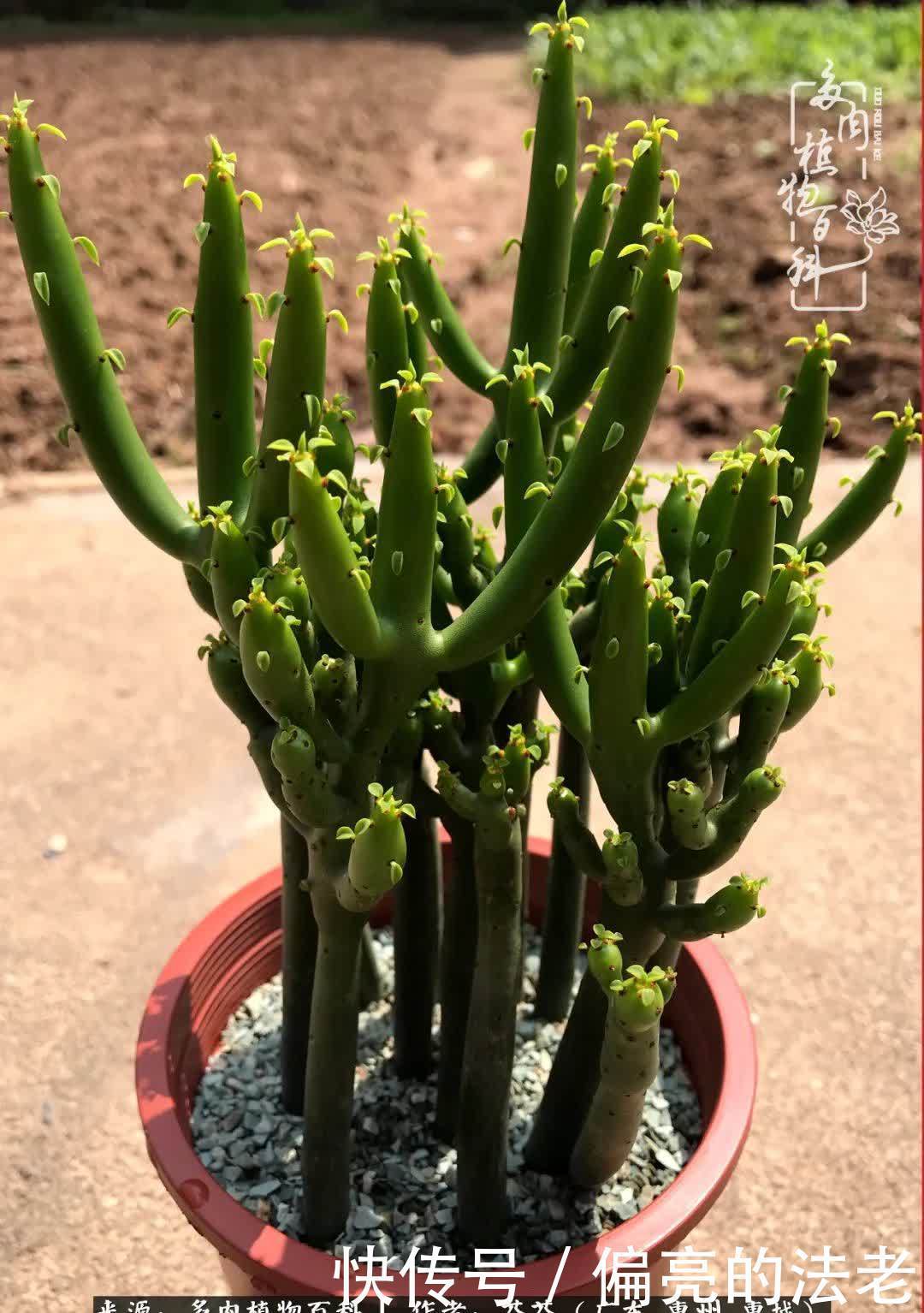 养花|一种爱好就是一种境界,养花养多肉可以培养一个人的心境!