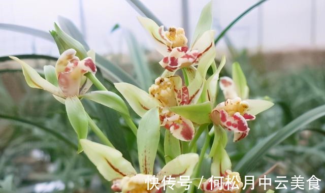 兰香|拜拜了桂花,此建兰被誉为“活香水”,家中摆一盆,轻松香飘满屋!