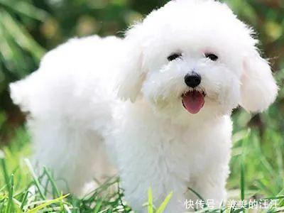 少年时代的张洪涛经常溜到军犬训练场边观看军犬训练