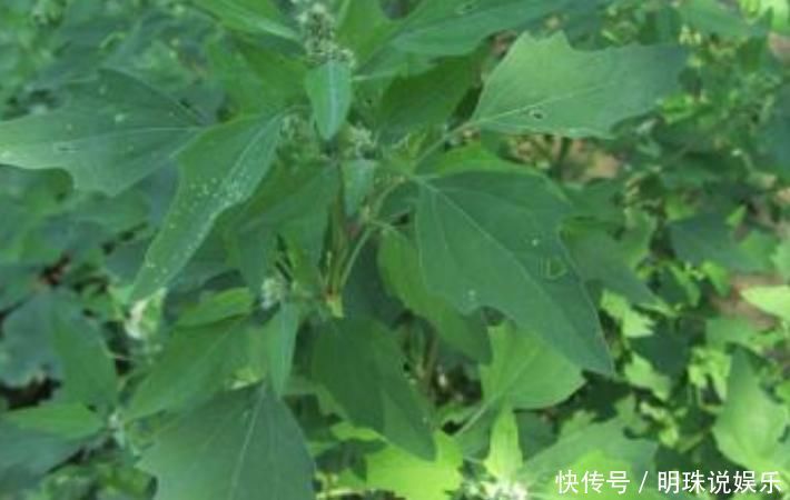 农村|农村最多的一种野菜，叶子嚼两口能除口臭，后悔知道晚了