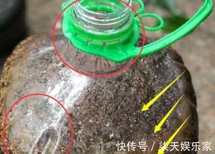 叶片|只需简单一招，绿萝吊兰疯长不停，长出1米很随意