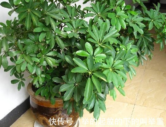 人养花,花养人,在家里养以下四盆植物,对家人身体也好