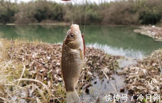 钓鲫鱼却总遇到鲤鱼?春季野钓这样搭配线组,才能大小兼收
