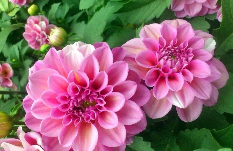 这几种花越养越上瘾，简直是爱花人的福音