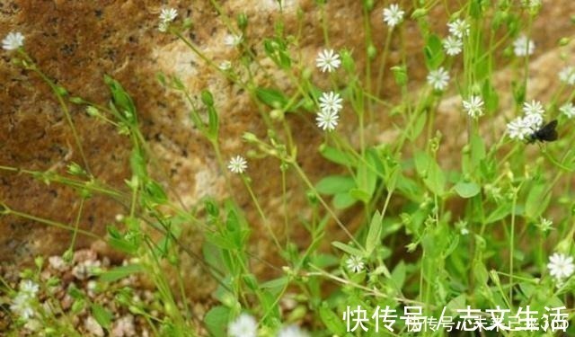 6种常见“野草”，以往人们不在意，一听名字这也太美了，要养