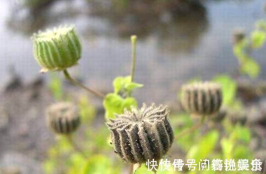 响耳|山林中常见的“小磨盘”，是“响耳的灵药”，可惜很多人都不知道