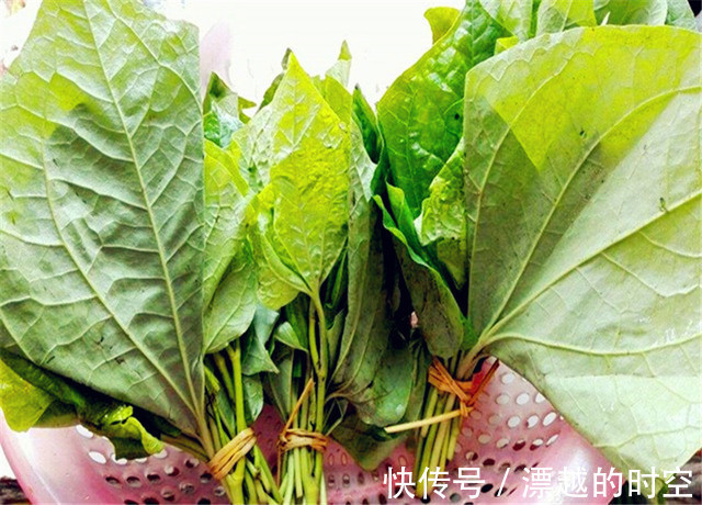 叶子|农村有种繁殖能力很强的叶子，没想到还可以和肉一起吃！