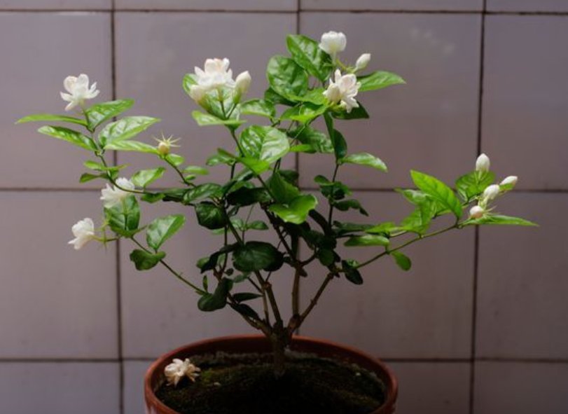 干根|夏季植物易“打蔫”，是你浇水没浇透，碰到几种情况，一定要浸盆