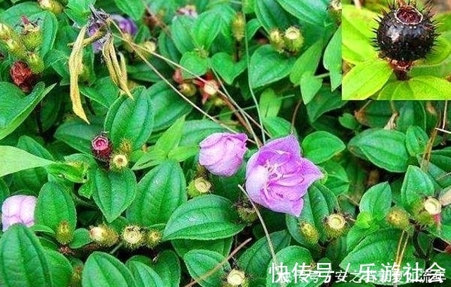 泡酒|农村这种野果，以前的人们拿来泡酒，其实它还是一种很好的药材