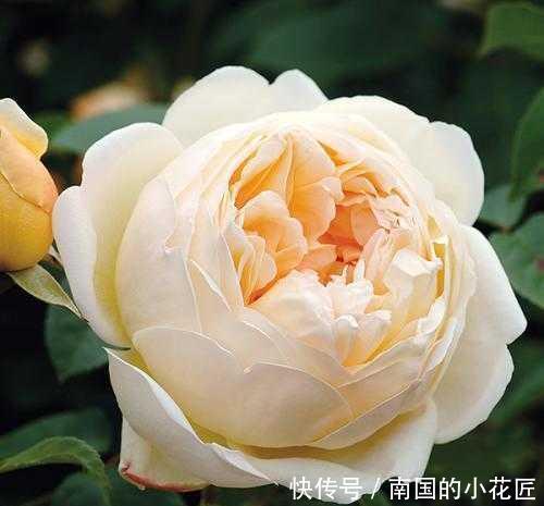 迷人|养这5种月季花赚大了,全年不断花,花香很迷人,花名也极具品位