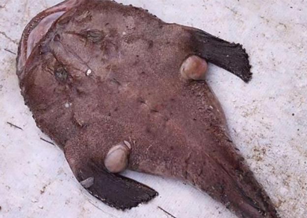 美味|这美食因太丑没人吃,其实性价比超高,实惠又美味,很多人不懂