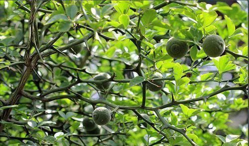 中薪|农村这种“防贼”树,浑身都是宝,能当野菜又能化痰清肠胃