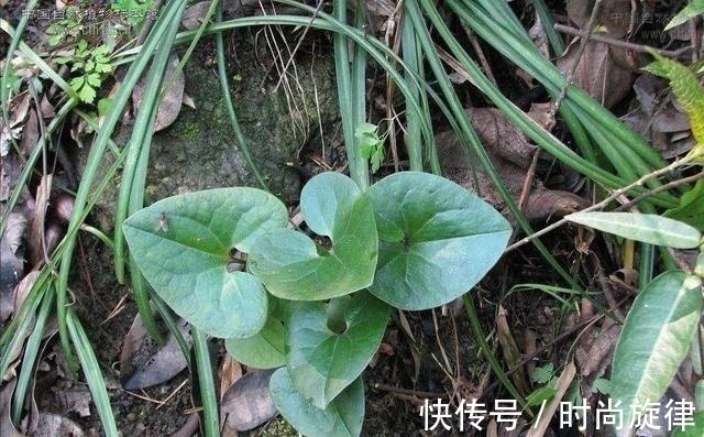 黄樟醚|这野草，俗称“杜葵”，屋后常见，每斤60却被当野草除掉，可惜了