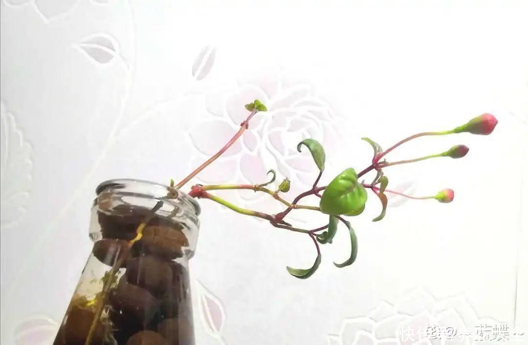 月季|养花“黑名单”实在太难养，心累