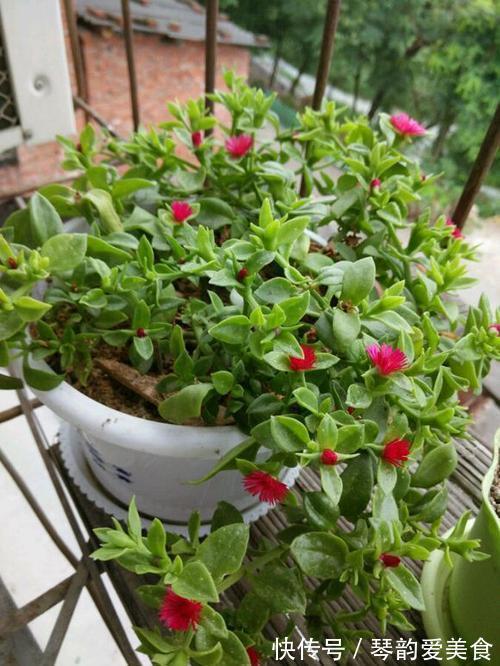 立秋后，建议扦插6种花，温度适宜“利于”生根，成活率高