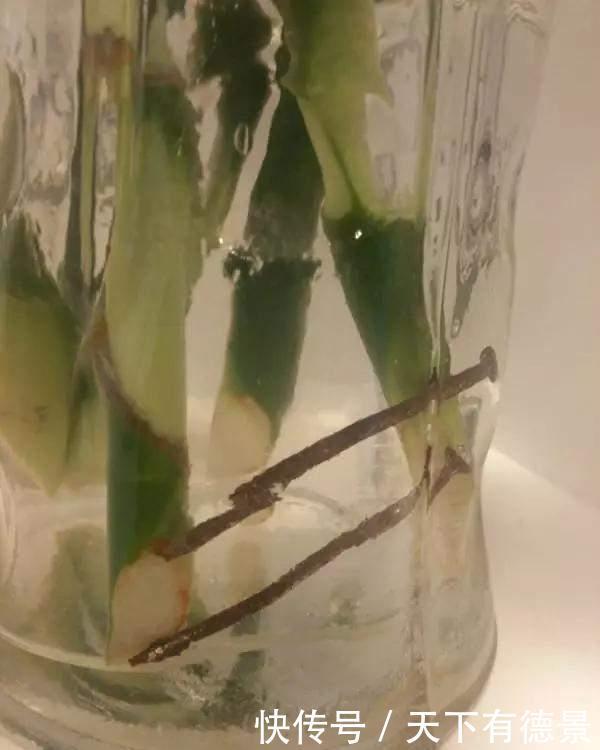 富贵竹|富贵竹黄叶黑杆,水里加点料,2周生根冒新叶!
