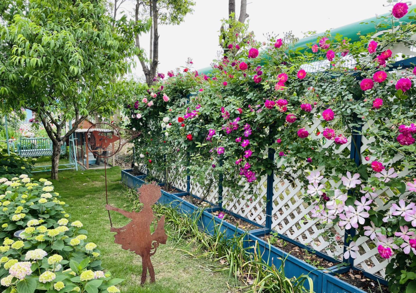 养分|月季花败后，“三动作”修补下，复花速度快，长势更欢快