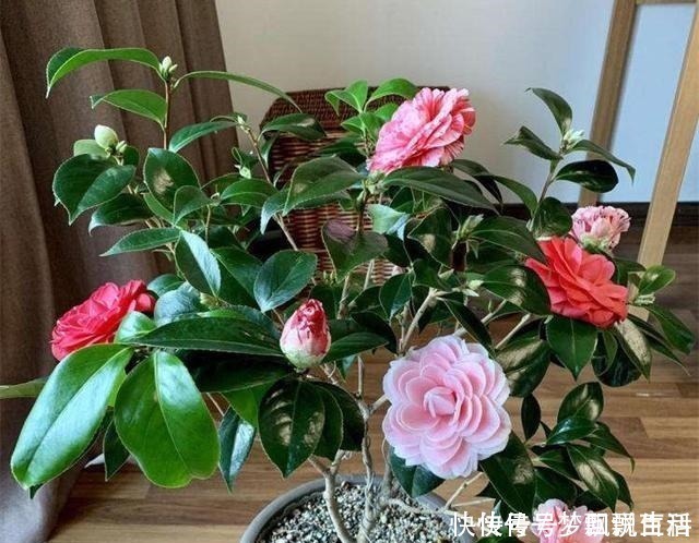 多色|被誉为“世界名贵花木”,一树多色,有枝必有花,价格便宜还好养!