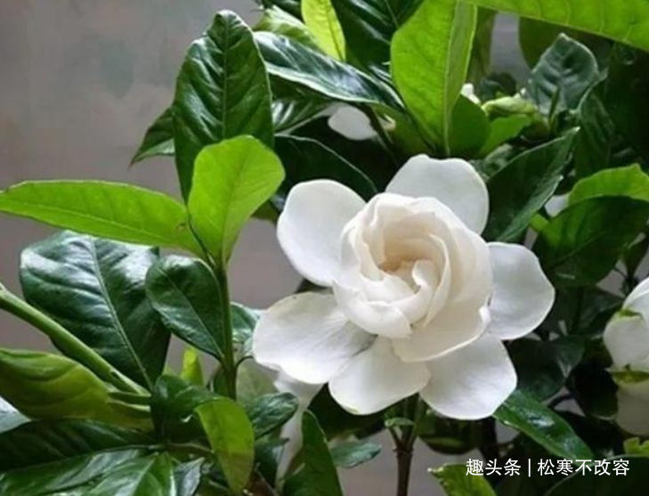 阳台|家里阳台必养此款花卉,耐寒易打理,日子红火财运滚滚,好看极了