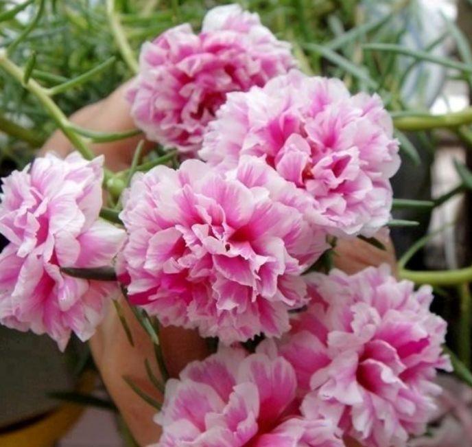 花期超长的几种花卉,开花美长势旺,黄绿交辉