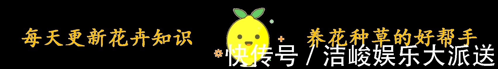 夏天|这3种花“耐热”好养,30度还能窜花苞,夏天的“开花机器”