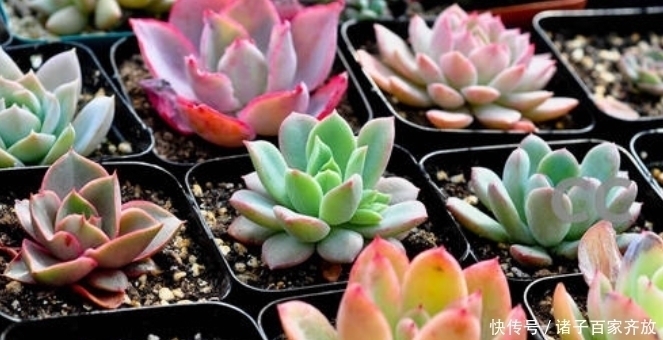 新手不要盲目养多肉,一定要从5点入手,不然最后只剩下空盆