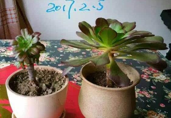 花头|养多肉''一头切''，一盆变多盆，盆盆爆满，操作简单还有效