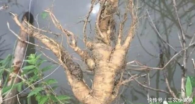 水人参|农村“水人参”的野草,它的根价值珍贵,碰到是福气,您认识吗?