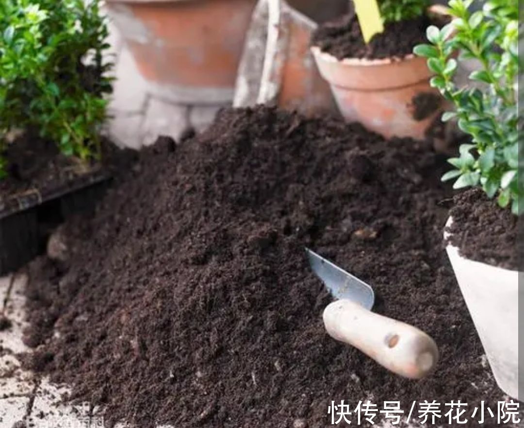 虫卵|家庭养花，4种花土别“直接用”，花儿长不旺，还容易烂根