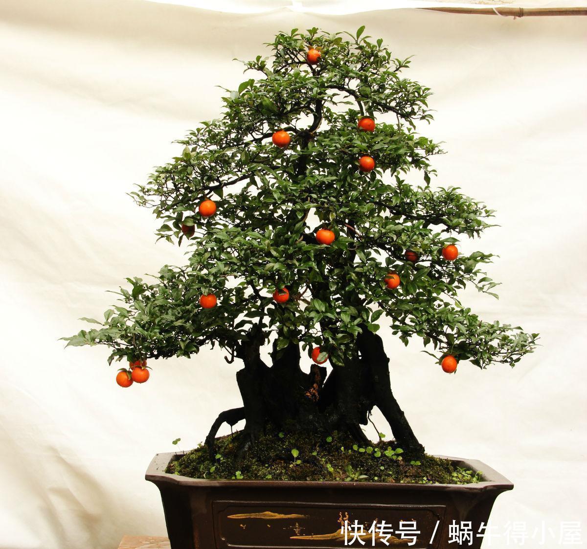 2种名贵的盆景树,观赏性高价值不菲,能养的家庭不一般