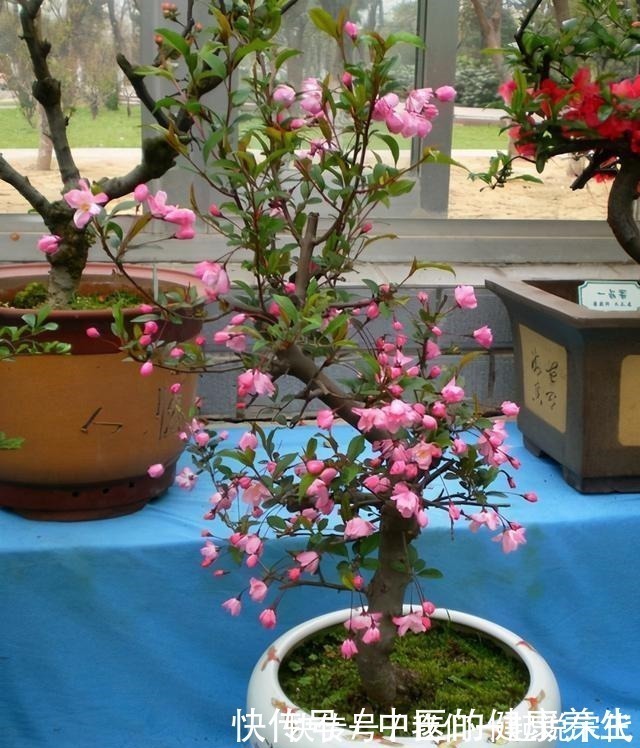院子|有院子不能错过的3种花,冬天养,明年春开花!