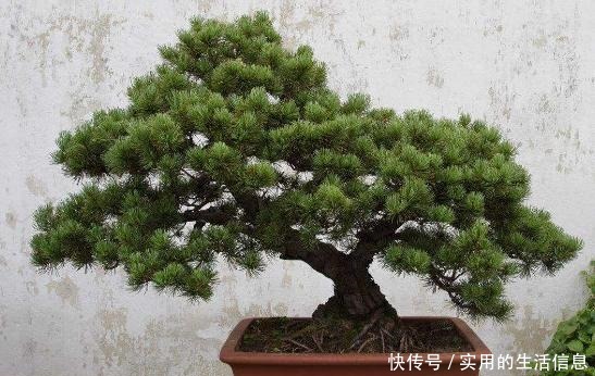 富贵人家爱摆“6种花”,不仅外形美,还越养越值钱,再贵也要买!