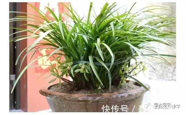 花花|20年的兰花，100年的仙人掌长什么样开眼了！